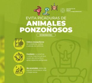 Recomendaciones para prevenir accidentes con animales ponzoñosos