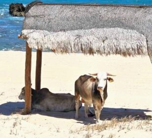 Vacas en playas de Los Cabos