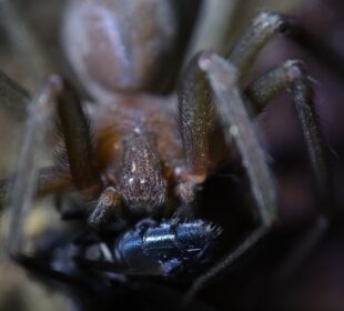 Araña violinista