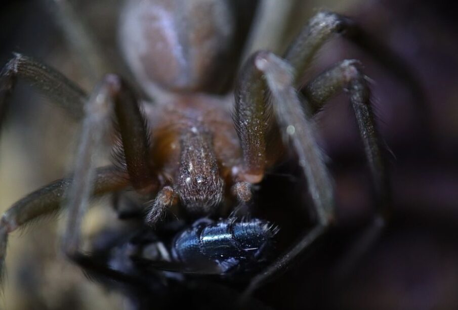 Araña violinista