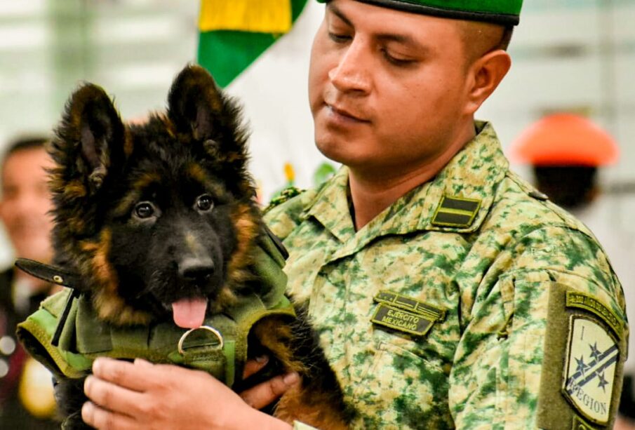 Cachorro donado por Turquía y su manejador