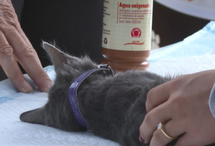 Gato en campaña de esterilización