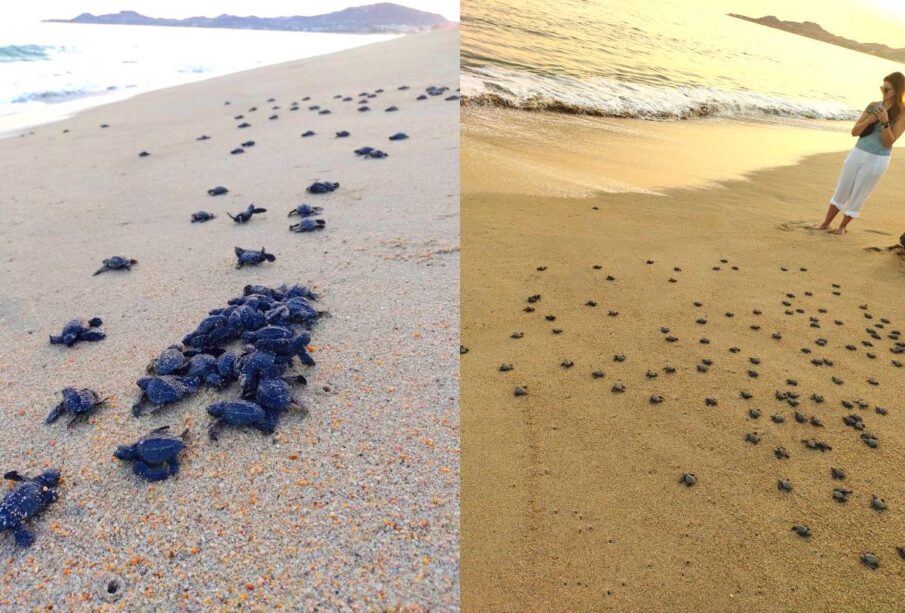 Liberacion de tortugas marinas