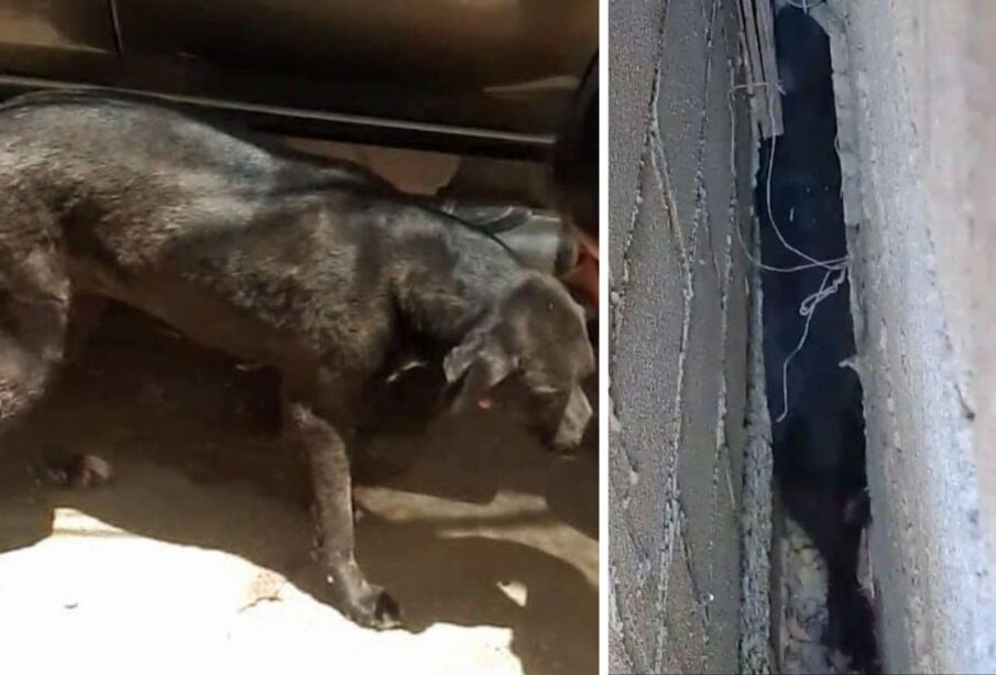 Perrita atorada entre las paredes de concreto de un domicilio de la colonia Caribe Bajo.