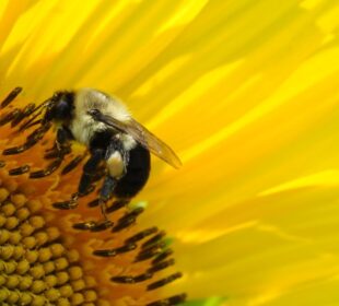 Girasol y abeja