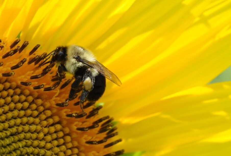 Girasol y abeja