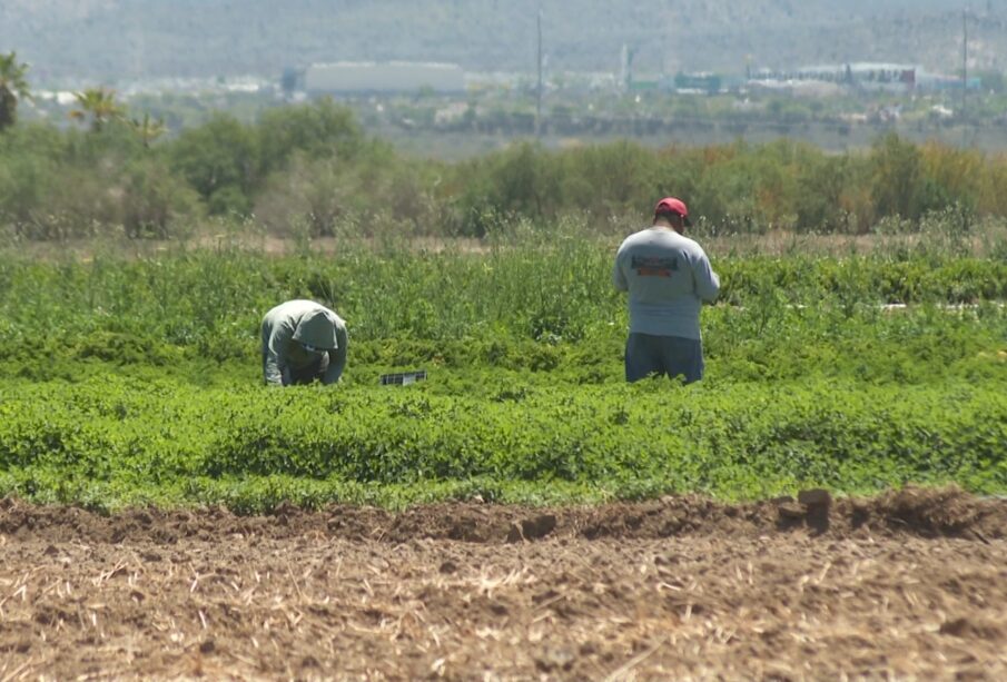 Trabajadores sembrando en campo.