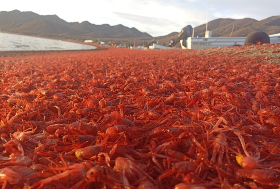 Varamiento de langostillas en Bahía Magdalena.