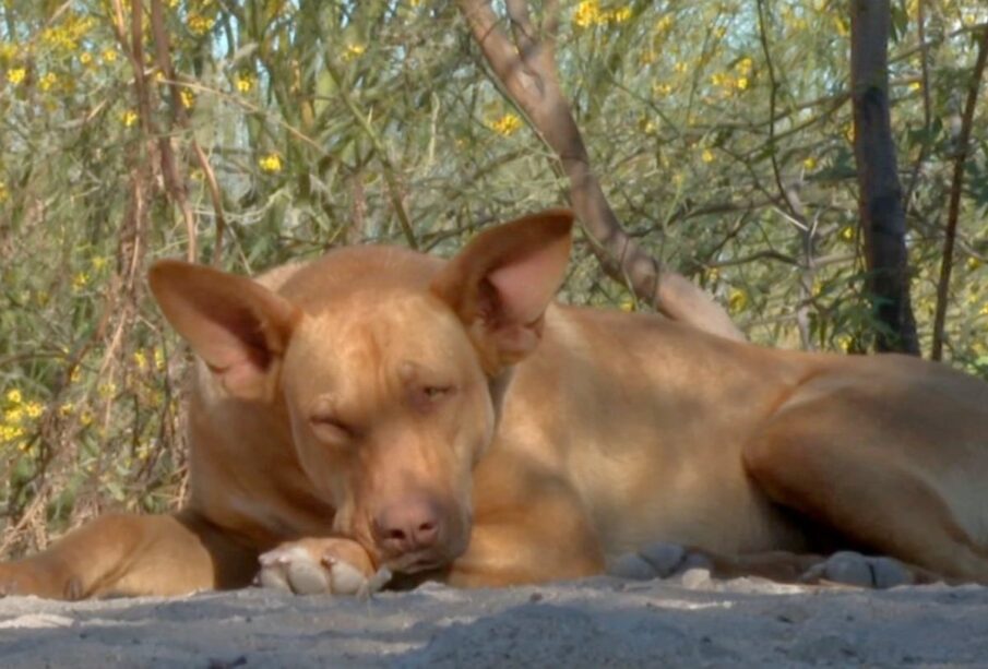 Perros y gatos reciben eutanasia en La Paz