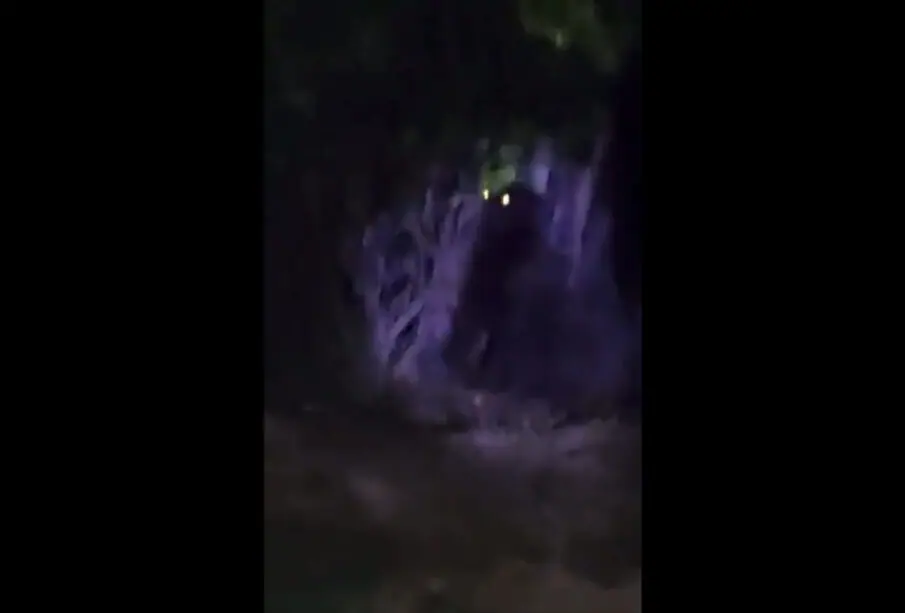 Gorila suelto en Hidalgo