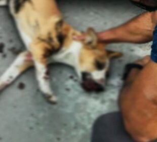 Maltrato a perros en Los Cabos