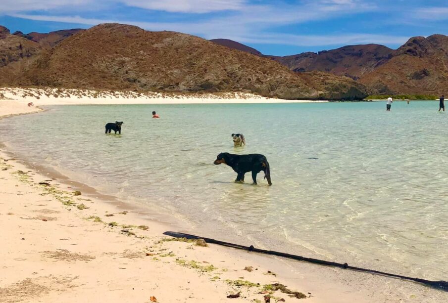 Perros en la playa