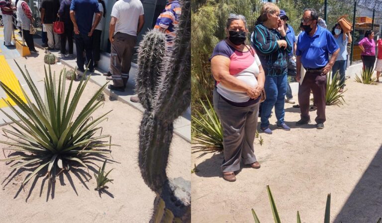 personas haciendo fila entre cactus y sin sombra