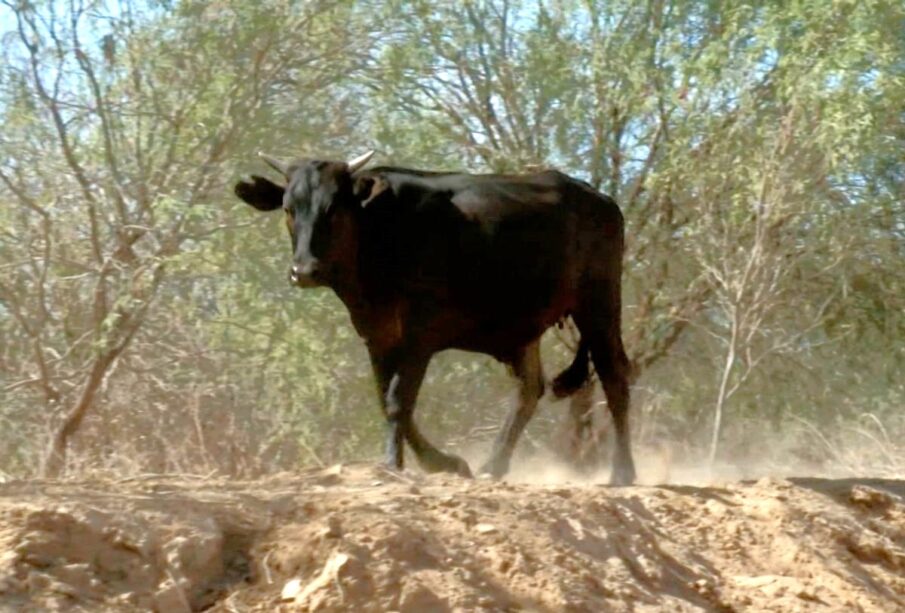 Rabia en ganado bovino y porcino en BCS