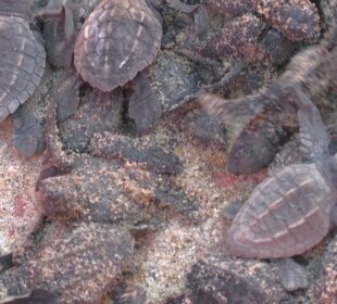 Nidos de tortugas marinas en Los Cabos