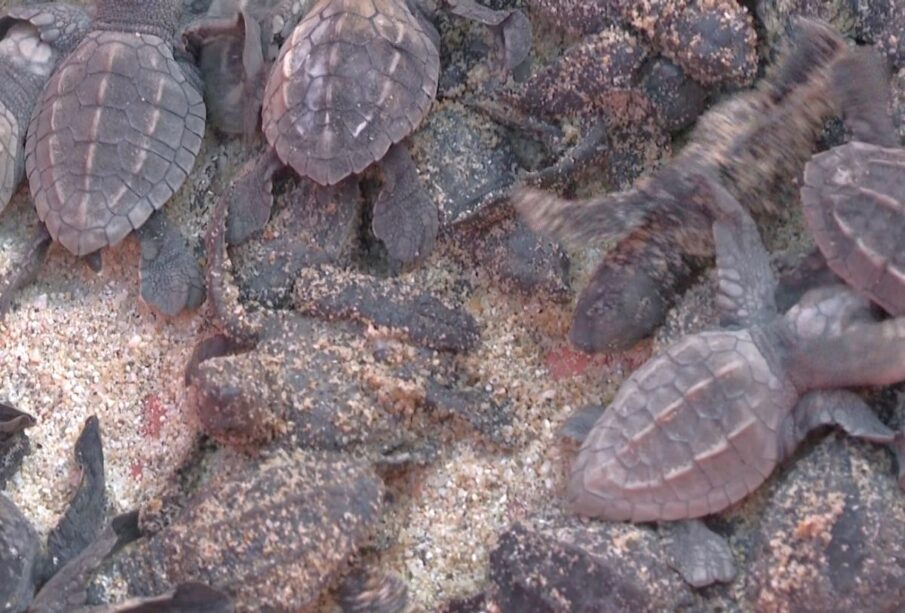 Nidos de tortugas marinas en Los Cabos