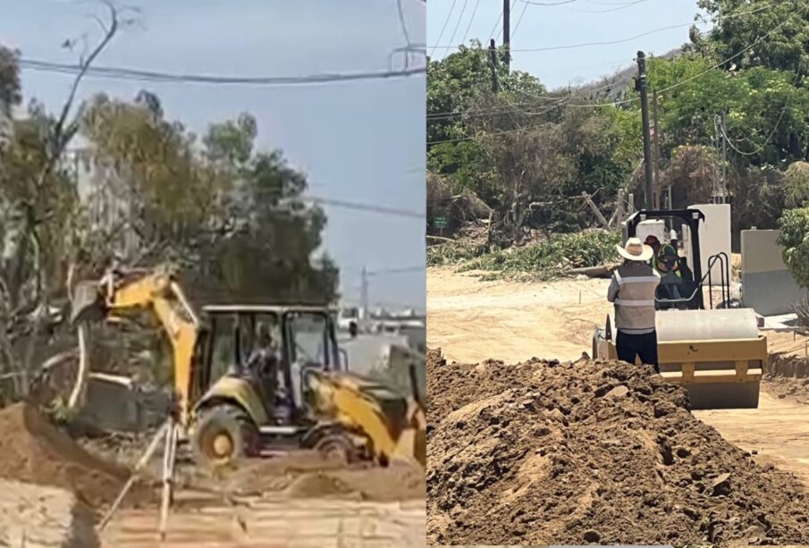 trabajos de pavimentación con afectación a flora