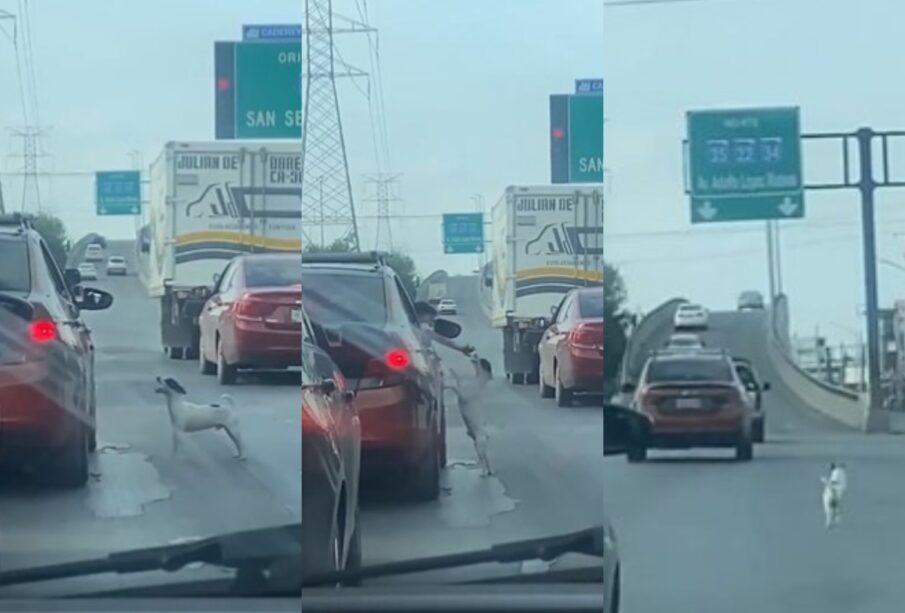 Viral: Familia abandona a perrito en avenida de Nuevo León