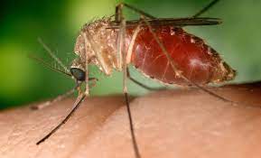 Mosquito transmisor del Zika