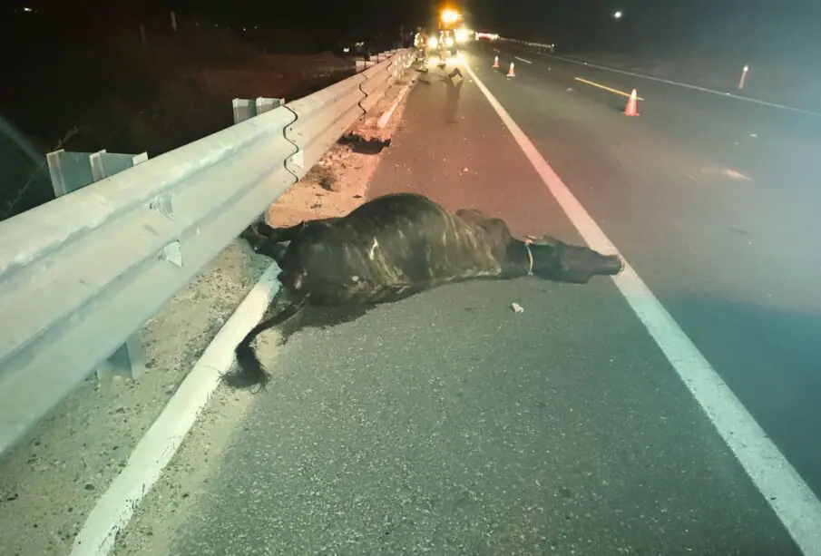 Accidente de ganado
