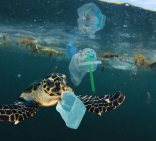 Contaminación de los océanos