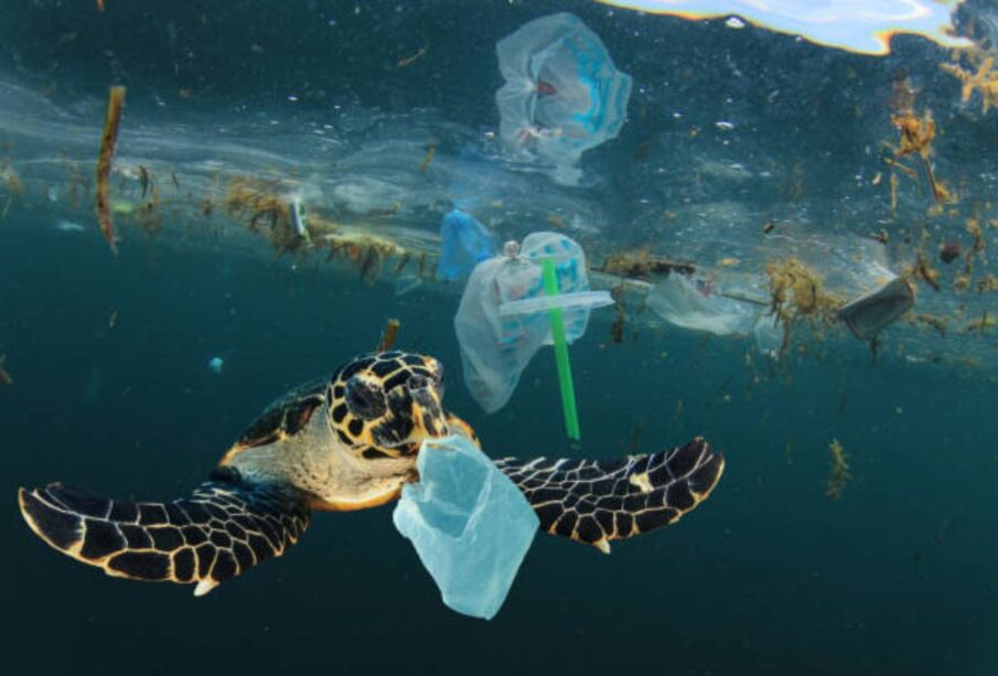 Contaminación de los océanos