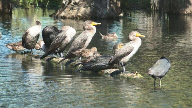 Aves en rio