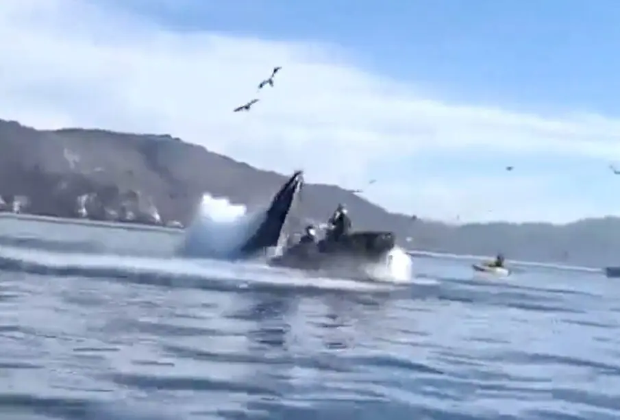 Ballena tragando a turistas en kayak