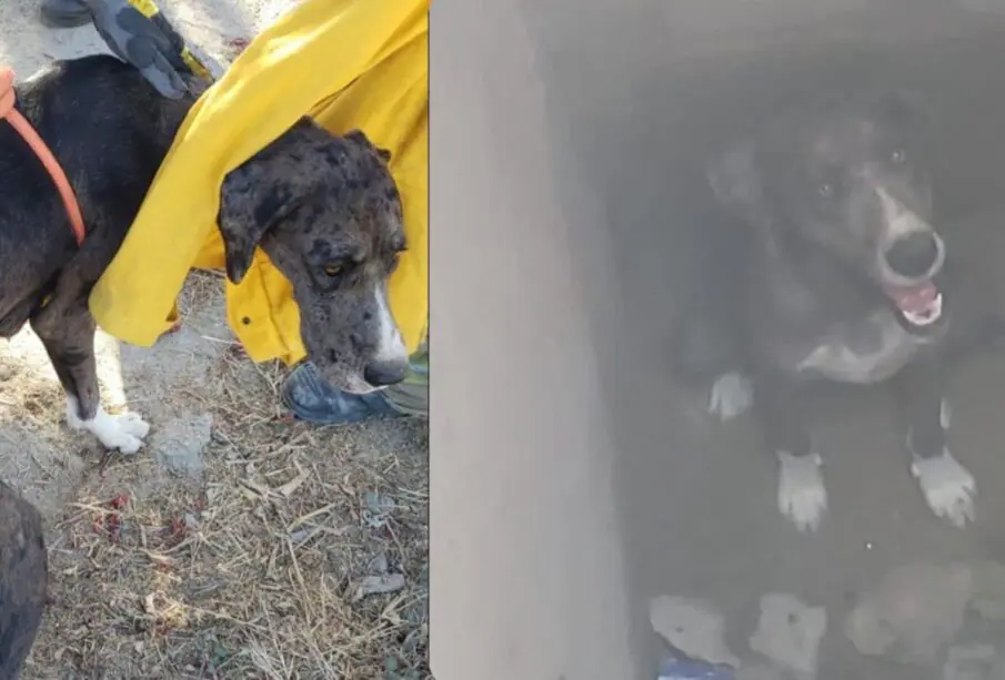 Perrita rescatada