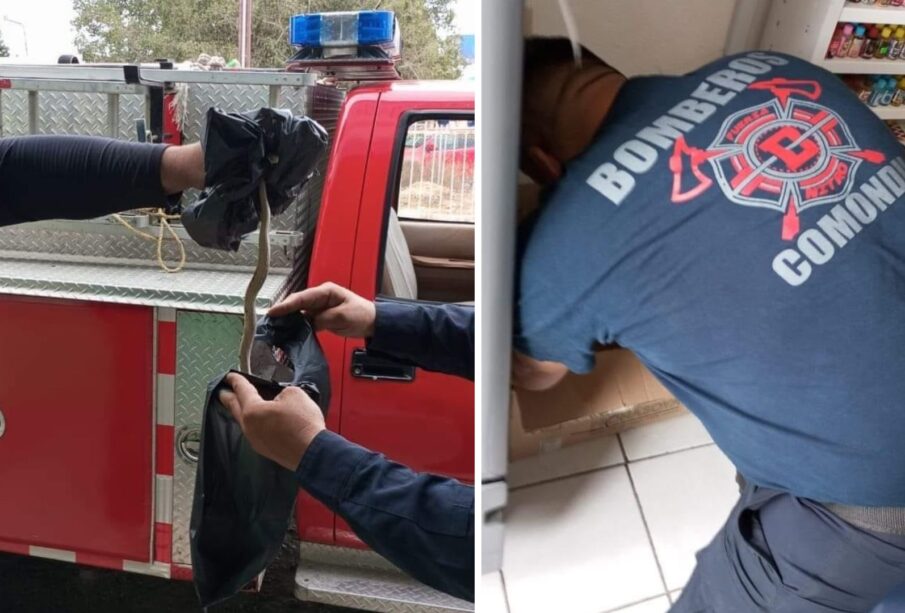 Bomberos sacando serpiente en tienda de Ciudad Constitución.