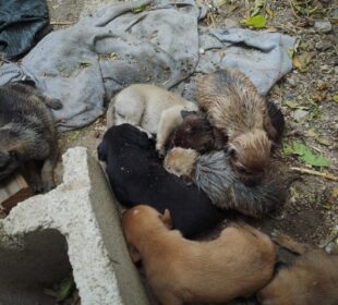 Cachorros rescatados