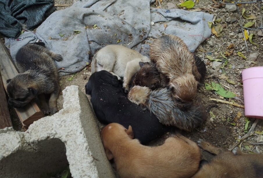 Cachorros rescatados