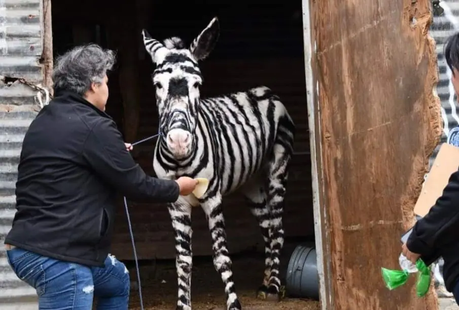 Fiscalía de Baja California rescatando a burros-cebra en Tijuana
