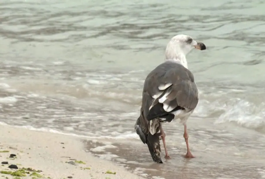 Gaviota a la orilla de la playa.