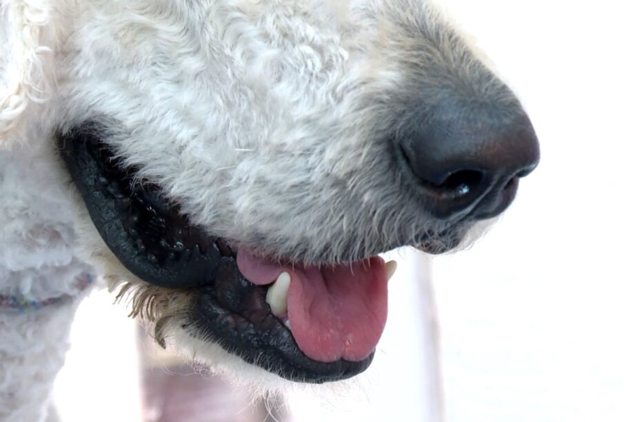 Perros sufren por las altas temperaturas