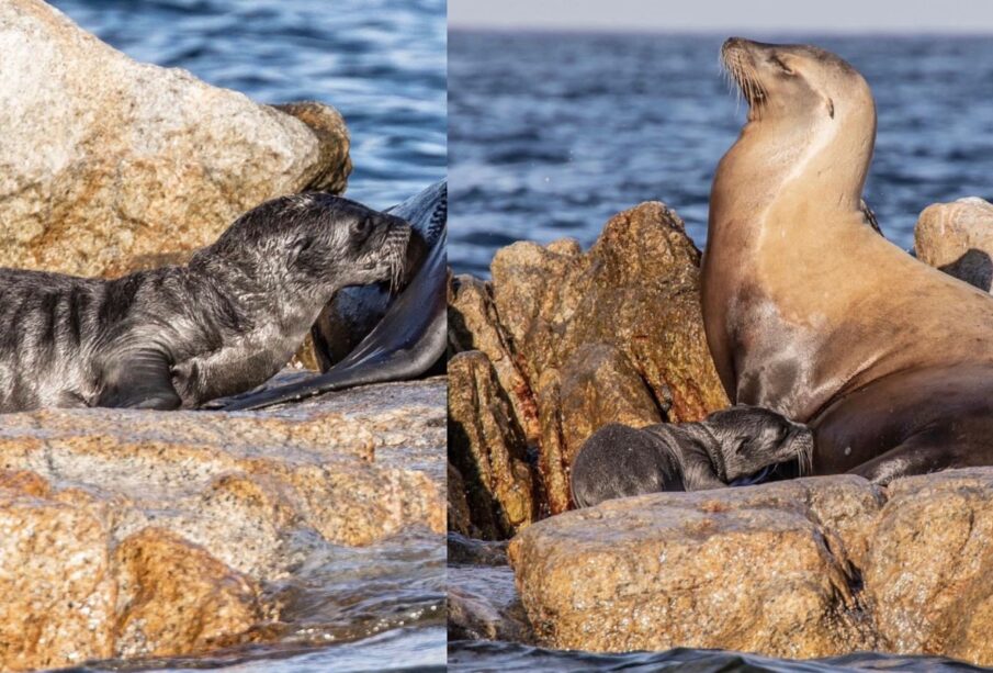 Hembra y cría de lobo marino