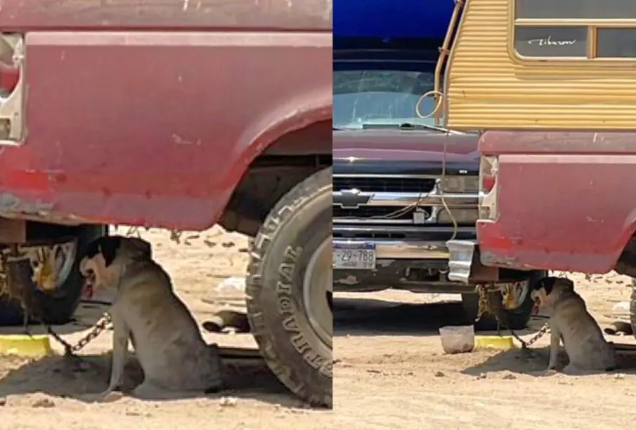 Maltrato animal contra perro en colonia El Arenal, Cabo San Lucas, BCS