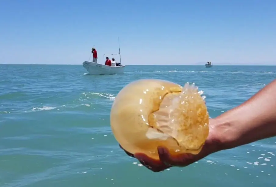 medusa bola de cañón