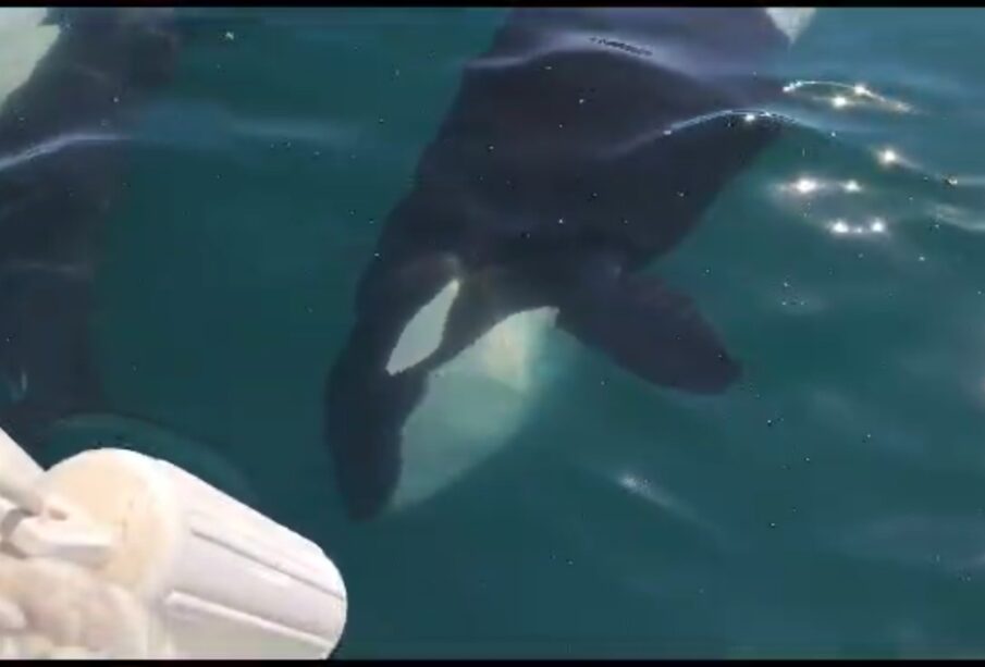 Orca en el agua