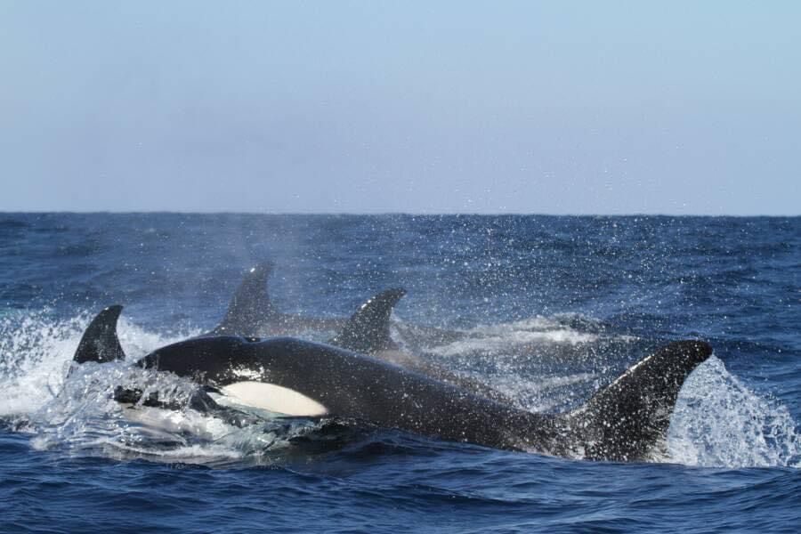 Orca nadando en el mar.