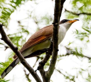 Pájaro Chubasquero,