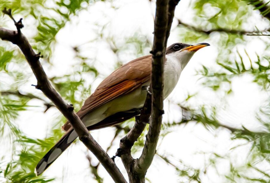 Pájaro Chubasquero,