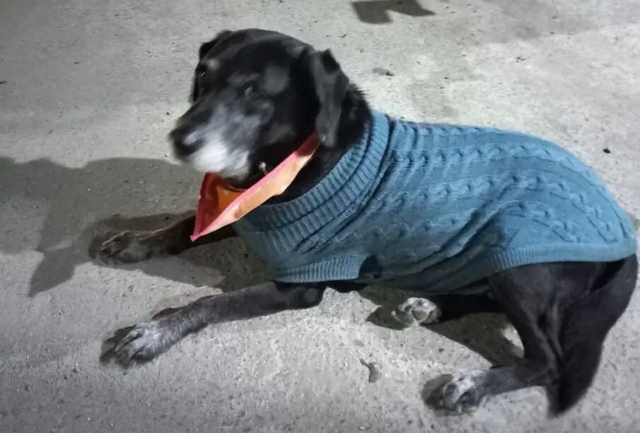 Pancho el perro