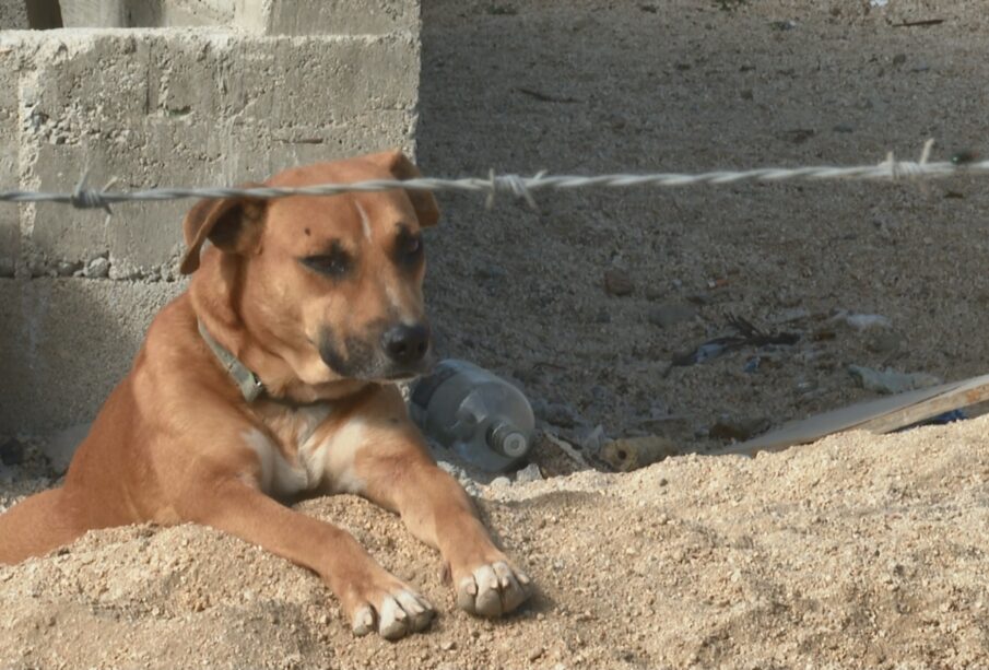 Perro bajo el sol en un terreno de San José del Cabo.