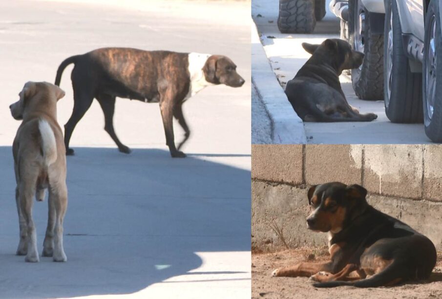 Presencia de perros en la calle