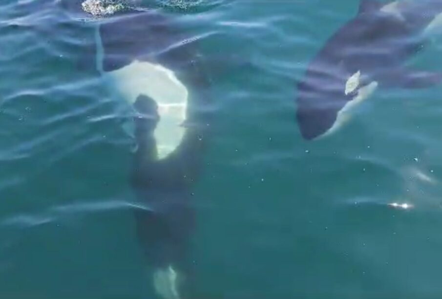 Turistas grabando orcas en La Paz.