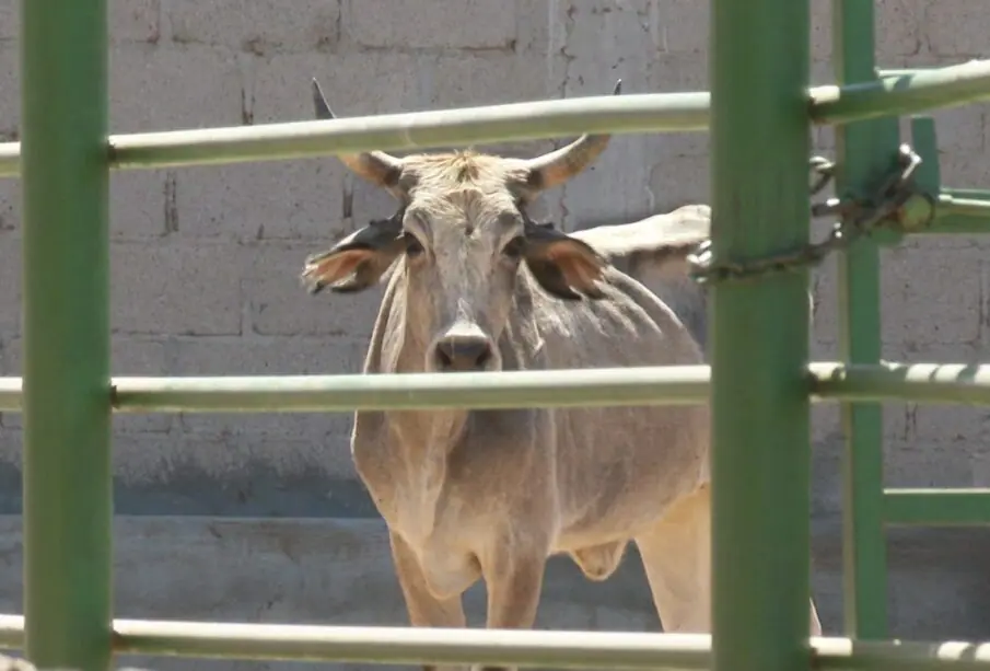 Vaca encerrada en un corral.