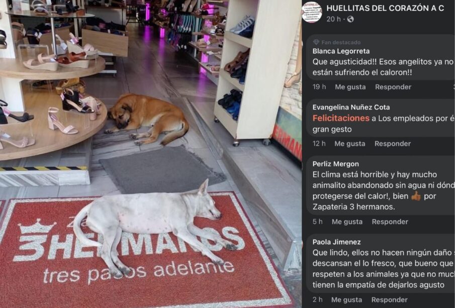 Perritos en zapatería