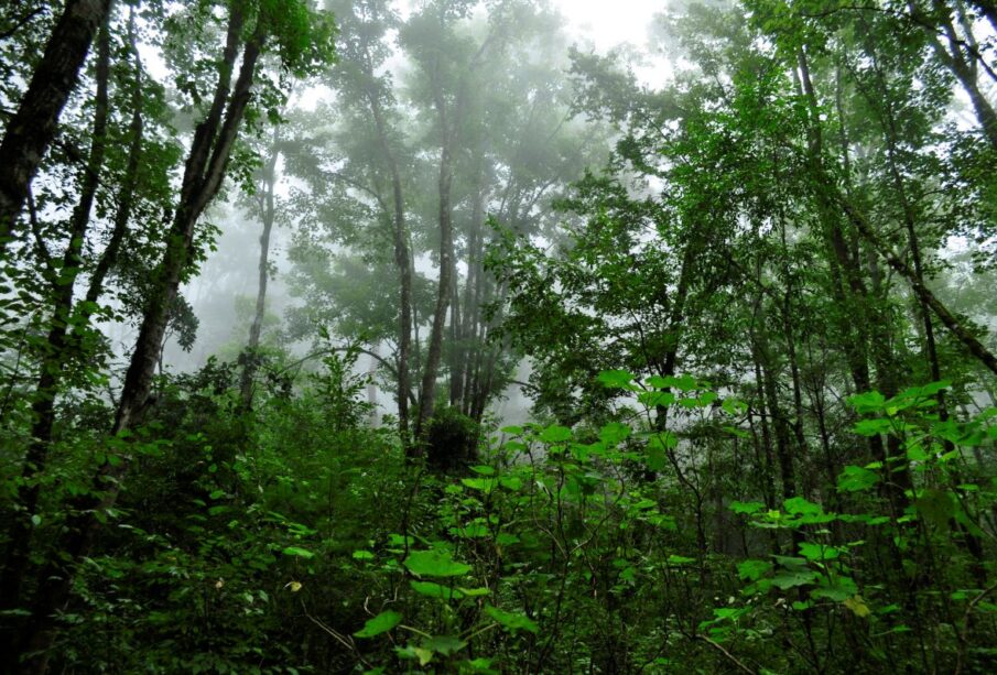Día Internacional de los Bosques Tropicales