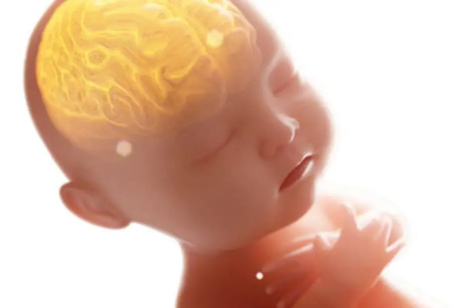 Estímulos cerebrales del lenguaje